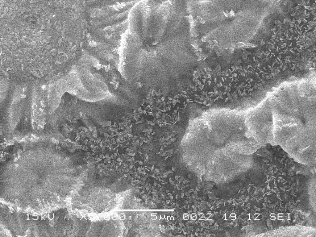 薄膜の顕微鏡写真。ひまわりと朝顔のような形がみえる