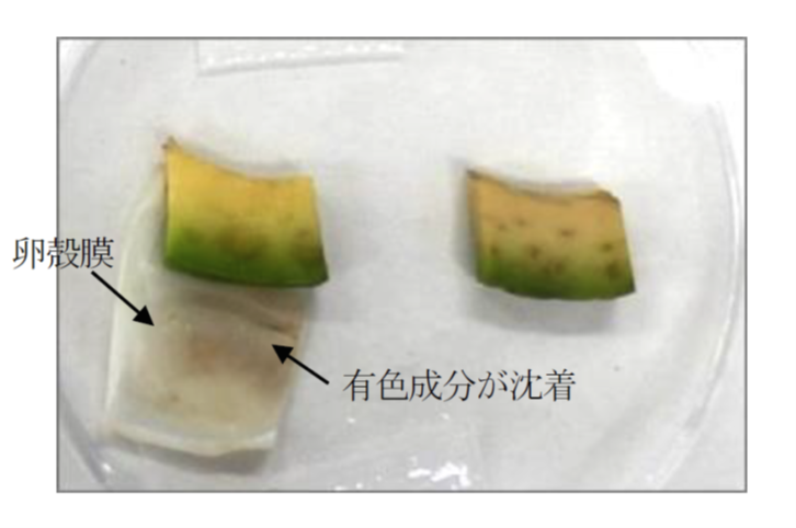 卵殻膜被覆の実験の様子。
左のアボカド果肉片は卵殻膜が被覆されており、卵殻膜に有色成分が沈着。右の未処理アボカド果肉片は果肉片自体に有色成分が沈着している。