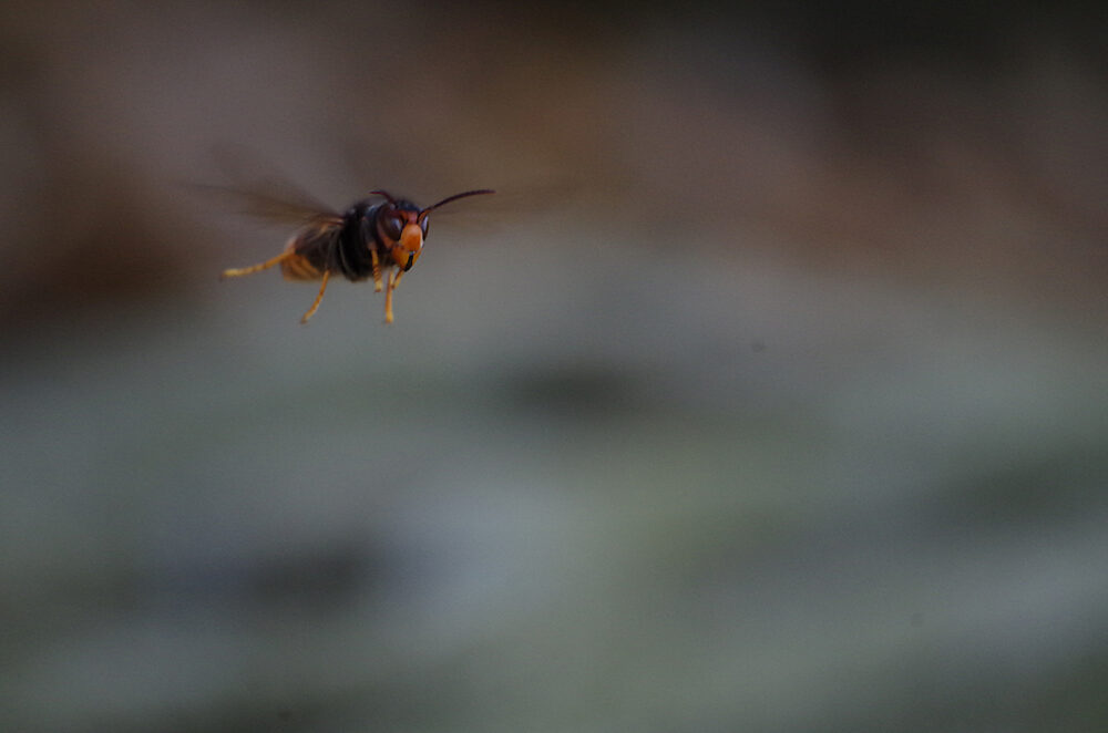 ツマアカスズメバチが飛んでいる様子。