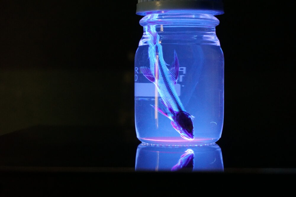 秋光先生の趣味である、骨格標本。
骨だけになった魚が瓶の中で青白く光っている。