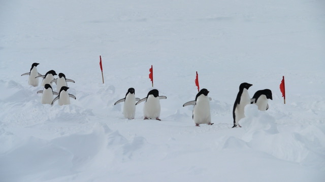 ペタペタと足音が聞えてきそうなペンギンの群。
一面真っ白な雪のなかを、両方の手を広げて、ほぼ一列になって行進している様子。