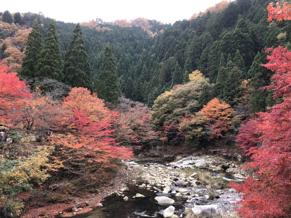 峯脇先生が撮影した、渓谷の、赤赤と紅葉した景色