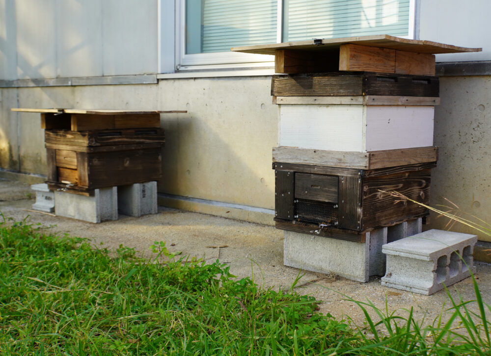 校舎の外でミツバチを養蜂している。木箱が２，３置いてある