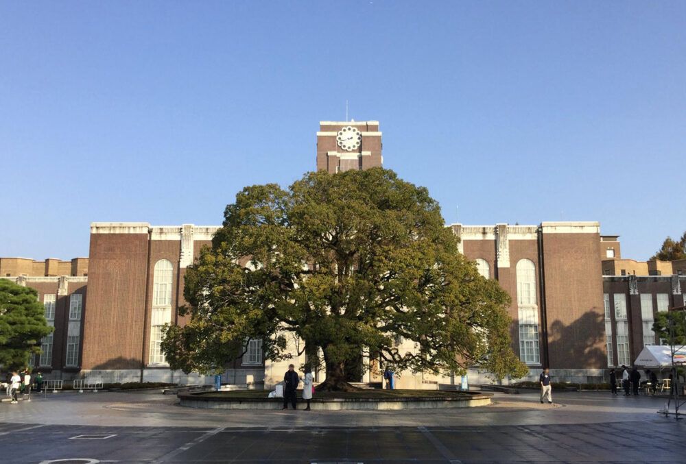 京都大学と、その前にある大きなクスノキ