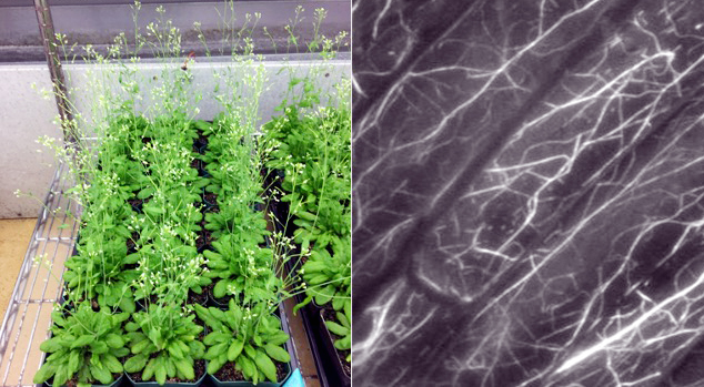 （左）緑の植物
（右）白い繊維が写る顕微鏡写真