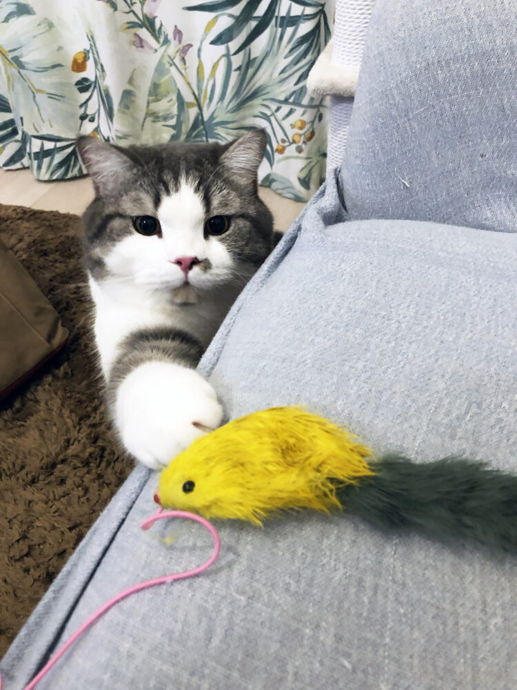 黄色いおもちゃを捕まえようとする猫