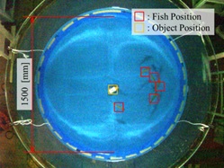 魚群と水中ロボットの協調行動による水槽実験の様子