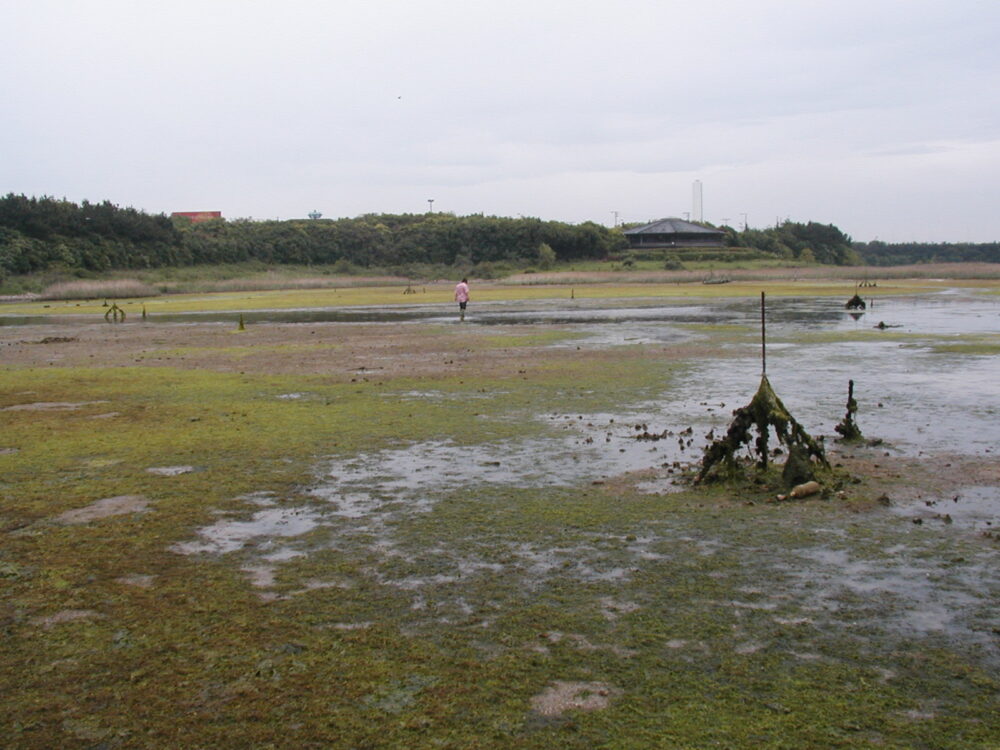 大阪市住之江区南港にある野鳥園湿地（人工塩性湿地）の干潮時の様子。博士論文のメインフィールドでした
