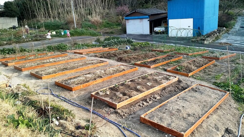 柳川先生の家庭菜園。自宅前の敷地に黒土を入れてもらい、木枠を複数作って、その中で野菜を栽培しています
