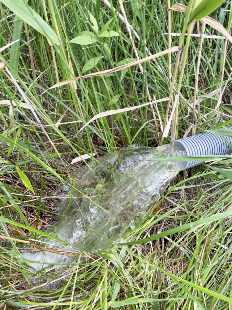 草の間にあるホースから流れる水