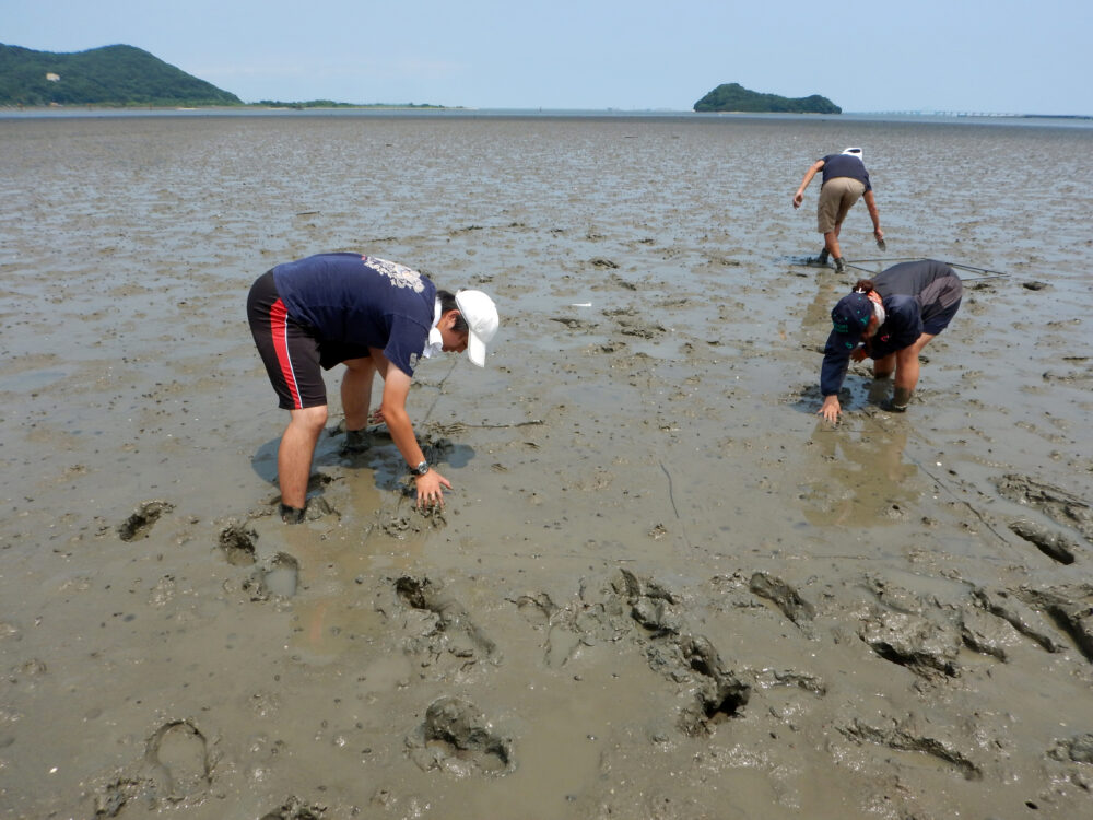 福岡県曽根干潟でカブトガニ調査をしている近藤先生