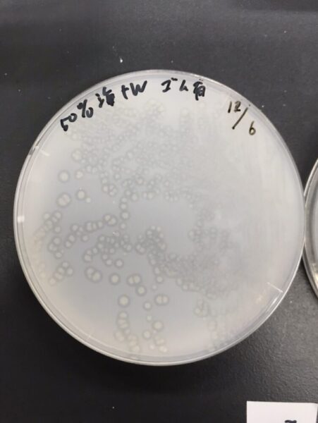 函館の海水から単離した天然ゴム分解菌