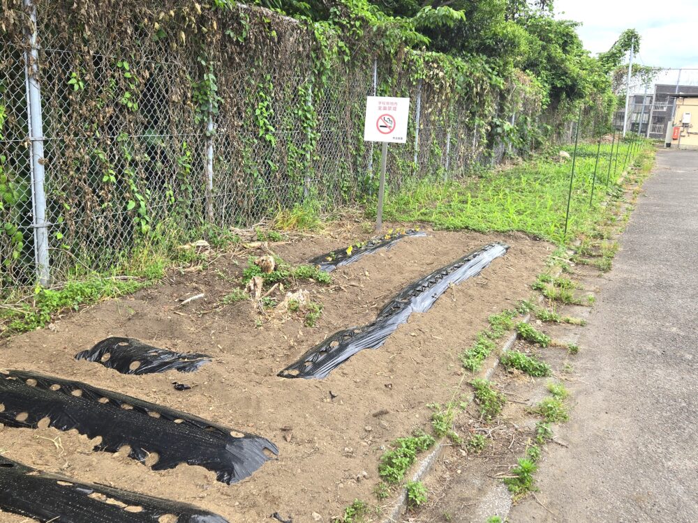 在来作物などを育てている畑。手前で育てているのは、里芋やサツマイモです。