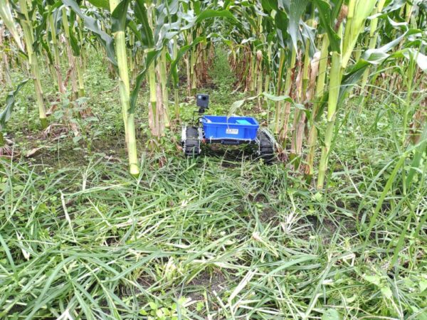 大分高専の木本智幸先生とのトウモロコシ用ロボット研究の様子。